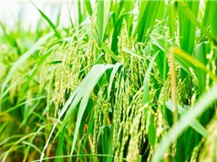 Hải Dương: Sản xuất lúa Séng cù theo hướng hữu cơ 